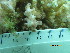  (Pocillopora - SIRS-057)  @13 [ ] Copyright (2015) Yerushalmy M. IOLR