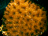  ( - SIRS-177)  @12 [ ] Copyright (2015) Yerushalmy M. IOLR