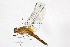  ( - BIOUG02482-C06)  @13 [ ] CreativeCommons - Attribution (2012) CBG Photography Group Centre for Biodiversity Genomics