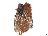  (Susana bakeri - CCDB-37882-G10)  @11 [ ] CreativeCommons - Attribution Share - Alike (2024) CBG Photography Group Centre for Biodiversity Genomics