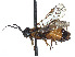  (Susana oregonensis - CCDB-37882-G12)  @11 [ ] CreativeCommons - Attribution Share - Alike (2024) CBG Photography Group Centre for Biodiversity Genomics