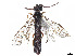  (Allantus rahmus - CCDB-37884-E10)  @11 [ ] CreativeCommons - Attribution Share - Alike (2023) CBG Photography Group Centre for Biodiversity Genomics