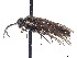  (Empria mexicana - CCDB-37884-E12)  @11 [ ] CreativeCommons - Attribution Share - Alike (2023) CBG Photography Group Centre for Biodiversity Genomics