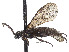  ( - CCDB-37884-F07)  @11 [ ] CreativeCommons - Attribution Share - Alike (2023) CBG Photography Group Centre for Biodiversity Genomics