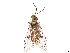 (Pamphilius middlekauffi - CCDB-37884-G12)  @11 [ ] CreativeCommons - Attribution Share - Alike (2023) CBG Photography Group Centre for Biodiversity Genomics