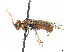  (Pamphilius vernalis - CCDB-37884-H07)  @11 [ ] CreativeCommons - Attribution Share - Alike (2023) CBG Photography Group Centre for Biodiversity Genomics