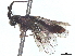  (Susana rufa - CCDB-37885-H06)  @11 [ ] CreativeCommons - Attribution (2023) CBG Photography Group Centre for Biodiversity Genomics
