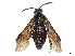  (Arge abdominalis - CCDB-37890-A01)  @11 [ ] CreativeCommons - Attribution Share - Alike (2023) CBG Photography Group Centre for Biodiversity Genomics