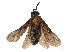  (Arge scapularis - CCDB-37890-A10)  @11 [ ] CreativeCommons - Attribution Share - Alike (2023) CBG Photography Group Centre for Biodiversity Genomics