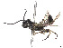  (Neurotoma willi - CCDB-37890-G02)  @11 [ ] CreativeCommons - Attribution Share - Alike (2023) CBG Photography Group Centre for Biodiversity Genomics
