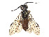  (Pamphilius persicum - CCDB-37890-G03)  @11 [ ] CreativeCommons - Attribution Share - Alike (2023) CBG Photography Group Centre for Biodiversity Genomics