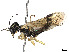  (Pamphilius pullatus - CCDB-37890-G04)  @11 [ ] CreativeCommons - Attribution Share - Alike (2023) CBG Photography Group Centre for Biodiversity Genomics