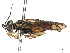  ( - CCDB-37890-G06)  @11 [ ] CreativeCommons - Attribution Share - Alike (2023) CBG Photography Group Centre for Biodiversity Genomics