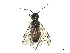  (Onycholyda quebecensis - CCDB-37890-G08)  @11 [ ] CreativeCommons - Attribution Share - Alike (2023) CBG Photography Group Centre for Biodiversity Genomics