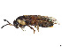  ( - CCDB-37890-H03)  @11 [ ] CreativeCommons - Attribution Share - Alike (2023) CBG Photography Group Centre for Biodiversity Genomics