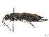  (Sirex mexicanus - CCDB-37890-H06)  @11 [ ] CreativeCommons - Attribution Share - Alike (2023) CBG Photography Group Centre for Biodiversity Genomics
