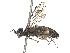  ( - CCDB-37890-H11)  @11 [ ] CreativeCommons - Attribution Share - Alike (2023) CBG Photography Group Centre for Biodiversity Genomics
