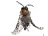  (Phrontosoma brocca - CCDB-37891-B02)  @11 [ ] CreativeCommons - Attribution Share - Alike (2023) CBG Photography Group Centre for Biodiversity Genomics