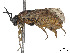 ( - CCDB-37891-E07)  @11 [ ] CreativeCommons - Attribution Share - Alike (2023) CBG Photography Group Centre for Biodiversity Genomics