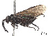  ( - CCDB-37891-E11)  @11 [ ] CreativeCommons - Attribution Share - Alike (2023) CBG Photography Group Centre for Biodiversity Genomics