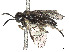  (Caliroa petiolata - CCDB-37891-G05)  @11 [ ] CreativeCommons - Attribution Share - Alike (2023) CBG Photography Group Centre for Biodiversity Genomics
