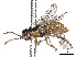  ( - CCDB-37891-G07)  @11 [ ] CreativeCommons - Attribution Share - Alike (2023) CBG Photography Group Centre for Biodiversity Genomics