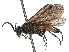  ( - CCDB-37893-A12)  @11 [ ] CreativeCommons - Attribution Share - Alike (2024) CBG Photography Group Centre for Biodiversity Genomics