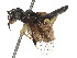  ( - CCDB-37893-B09)  @11 [ ] CreativeCommons - Attribution Share - Alike (2024) CBG Photography Group Centre for Biodiversity Genomics
