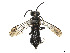 (Macrophya albomaculata - CCDB-37893-C03)  @11 [ ] CreativeCommons - Attribution Share - Alike (2024) CBG Photography Group Centre for Biodiversity Genomics
