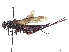  ( - CCDB-37901-C01)  @11 [ ] CreativeCommons - Attribution Share - Alike (2023) CBG Photography Group Centre for Biodiversity Genomics
