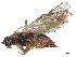  ( - CCDB-37901-D03)  @11 [ ] CreativeCommons - Attribution Share - Alike (2023) CBG Photography Group Centre for Biodiversity Genomics