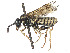  ( - CCDB-37901-H03)  @11 [ ] CreativeCommons - Attribution Share - Alike (2023) CBG Photography Group Centre for Biodiversity Genomics