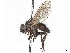  ( - CCDB-37876-A12)  @11 [ ] CreativeCommons - Attribution (2022) CBG Photography Group Centre for Biodiversity Genomics