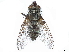  (Cryptomeigenia sumyothyroidis - CCDB-37876-B02)  @11 [ ] CreativeCommons - Attribution (2022) CBG Photography Group Centre for Biodiversity Genomics