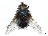  (Smidtia atriventris - CCDB-37876-D11)  @11 [ ] CreativeCommons - Attribution (2022) CBG Photography Group Centre for Biodiversity Genomics