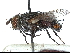  ( - CCDB-37876-E02)  @11 [ ] CreativeCommons - Attribution (2022) CBG Photography Group Centre for Biodiversity Genomics