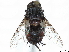  ( - CCDB-37876-E03)  @11 [ ] CreativeCommons - Attribution (2022) CBG Photography Group Centre for Biodiversity Genomics