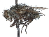  ( - CCDB-37876-E12)  @11 [ ] CreativeCommons - Attribution (2022) CBG Photography Group Centre for Biodiversity Genomics