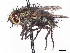  ( - CCDB-37877-A03)  @11 [ ] CreativeCommons - Attribution (2023) CBG Photography Group Centre for Biodiversity Genomics