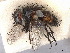  ( - CCDB-37877-A06)  @11 [ ] CreativeCommons - Attribution (2023) CBG Photography Group Centre for Biodiversity Genomics
