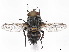  ( - CCDB-37877-A11)  @11 [ ] CreativeCommons - Attribution (2023) CBG Photography Group Centre for Biodiversity Genomics