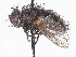  (Catagonia - CCDB-37877-B01)  @11 [ ] CreativeCommons - Attribution (2023) CBG Photography Group Centre for Biodiversity Genomics