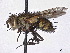  (Mystacella rufata - CCDB-37877-B04)  @11 [ ] CreativeCommons - Attribution (2023) CBG Photography Group Centre for Biodiversity Genomics