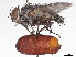  (Nealsomyia - CCDB-37877-B05)  @11 [ ] CreativeCommons - Attribution (2023) CBG Photography Group Centre for Biodiversity Genomics