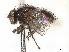  (Cadurcia - CCDB-37877-B08)  @11 [ ] CreativeCommons - Attribution (2023) CBG Photography Group Centre for Biodiversity Genomics