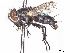  (Houghia nigripalpis - CCDB-37877-C04)  @11 [ ] CreativeCommons - Attribution (2023) CBG Photography Group Centre for Biodiversity Genomics