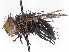  ( - CCDB-37877-C12)  @11 [ ] CreativeCommons - Attribution (2023) CBG Photography Group Centre for Biodiversity Genomics