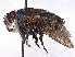  (Belvosia bicincta - CCDB-37877-E03)  @11 [ ] CreativeCommons - Attribution (2023) CBG Photography Group Centre for Biodiversity Genomics