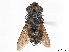  (Belvosia slossonae - CCDB-37877-E11)  @11 [ ] CreativeCommons - Attribution (2023) CBG Photography Group Centre for Biodiversity Genomics