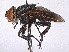  (Phasia grandis - CCDB-37877-F04)  @11 [ ] CreativeCommons - Attribution (2023) CBG Photography Group Centre for Biodiversity Genomics
